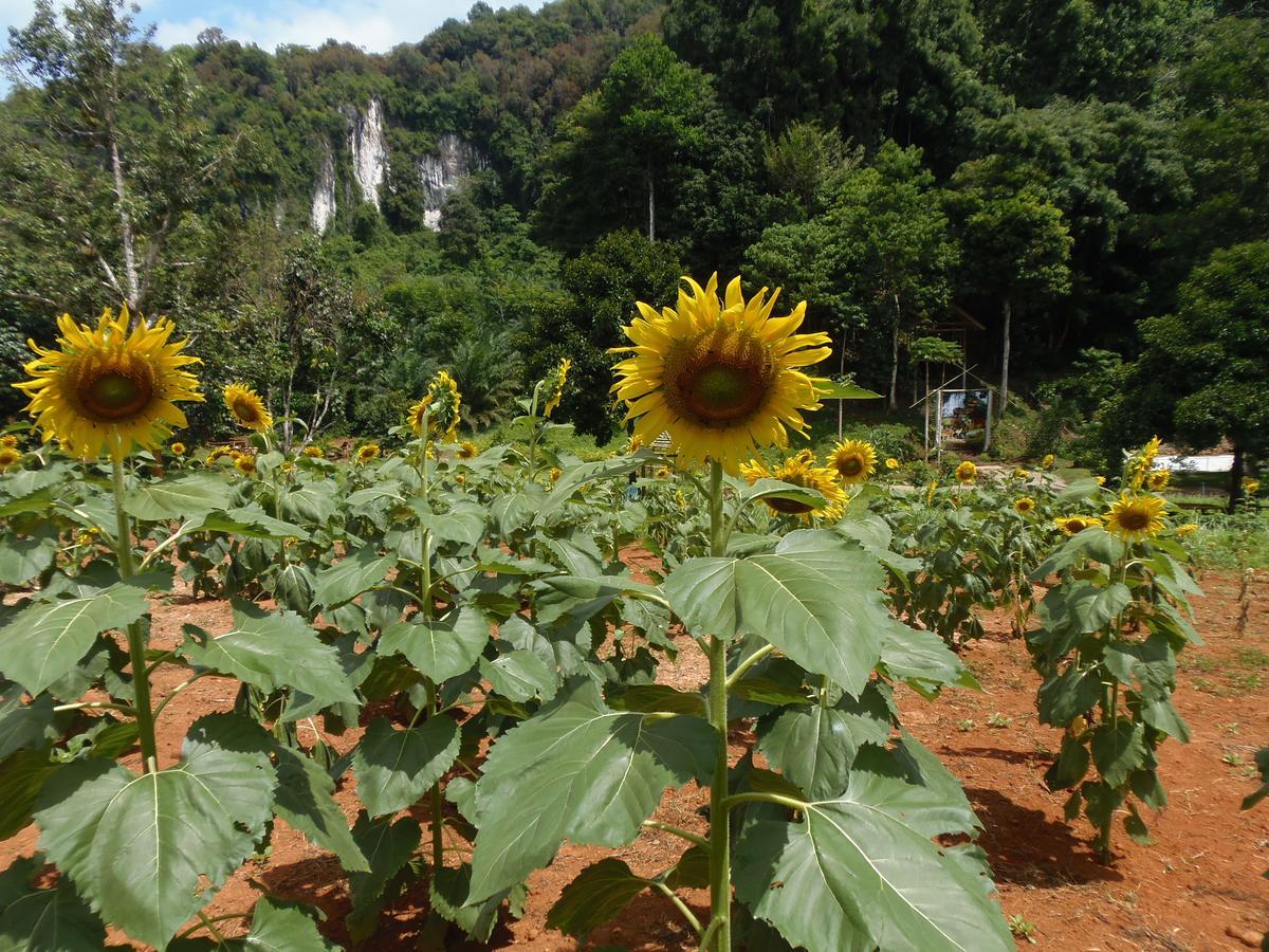 Takhun Mountain View Bed & Breakfast Ban Tha Khun Bagian luar foto
